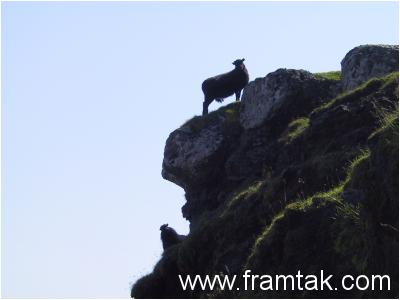 sheep silhouetted on the hills, Streymoy