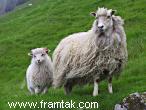 Faroese sheep near Fuglafjørd