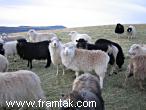 Flock of sheep in Toftir
