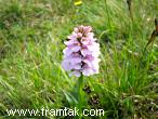 Spotted Orchid - Tjaldurs Børkubóndi
