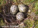 Oystercatchers nest with eggs on the hills by the beauty spot Toftavatn on Eysturoy.